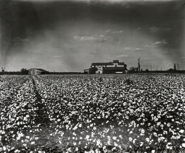 Cotton field on Hwy. 49, Lula, Mississippi. Photo by Euphus Ruth.